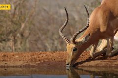 Dewald Brevis Smashes SA20 Auction Record As Temba Bavuma Goes Unsold Again